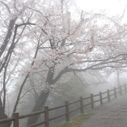 霜