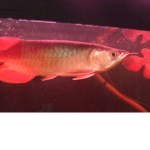 fish selling