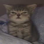Cat Meow Friends :3