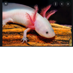 Join if you love axolotl‘s