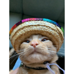 verycoolcats
