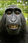 Big big fat monkeys only