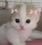 ~Lyla the Swiftie ~