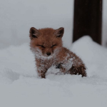 foxes!!!!!!!!!