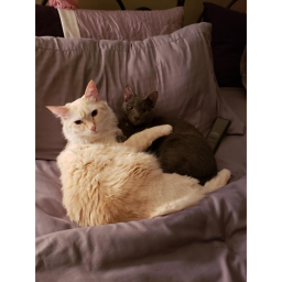 Sammy dear Cat Land (Halloween part to