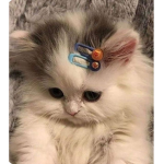 we love cats ! <3