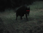 SSCARED