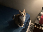 the cat gang that loves cats