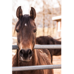 South Creek Stables