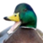 CANARD | SCHOOLRP