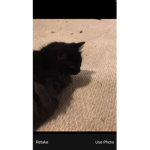 Lala the cat