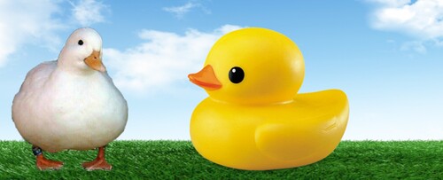 Duck Hang Out