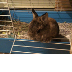 |~|Bunny army|~|