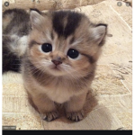 CATS OF AWESOME