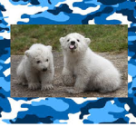 Polar Bear Military