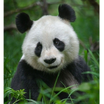 #panda armyy
