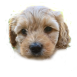 GoldenDoodle Inc