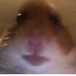 Rodents United!