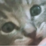 GERK