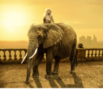 The Monkeys And Elephant Squad