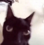 El-Gato-Negro