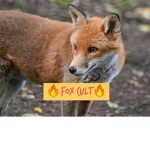 Fox Cult!!!