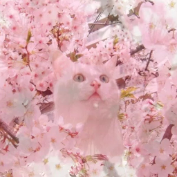 Blossom 🌸