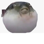 Puffer fish CEO