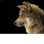 The wolf boys