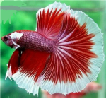 The Reef Heros of the Lynnschool