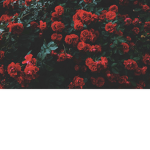 +. H E L L .+