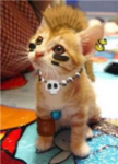 Warrior Kittehs Of Arentus