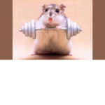 Hamster Headquarters
