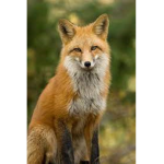 The Fox's Tribe