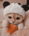 ! teddy bearsz !