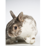 alexandras bunnies