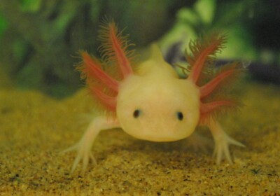 Tower of Axolotl!
