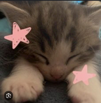 -KitKat Kittens-