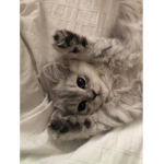 ~|¡Kitty’s 4 life!|~