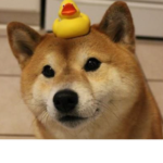Ally SHiba -w-