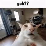 The Confused Cats