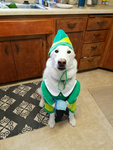 Christmas Elf dogs