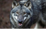 White Fang Wolf Gang