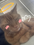 cat enjoyers!!!!