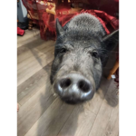 Bacon can have robux
