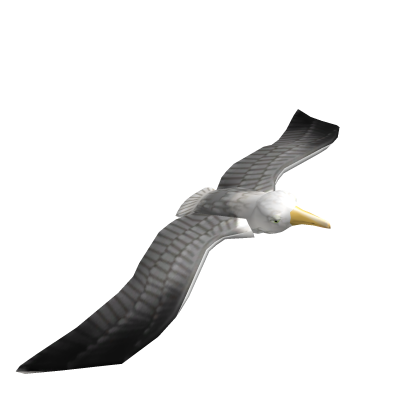 Seagull Friend