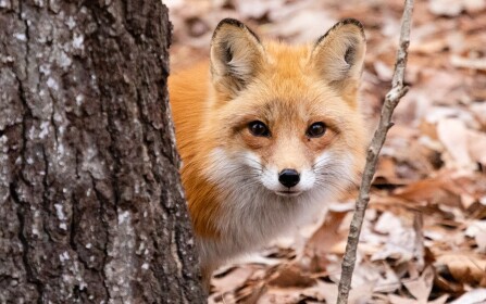 Fox Fan Group Hangout