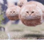 cats (Official group)