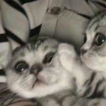 The Silly Brothers!