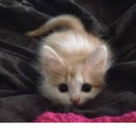 KITTY CATS >>>